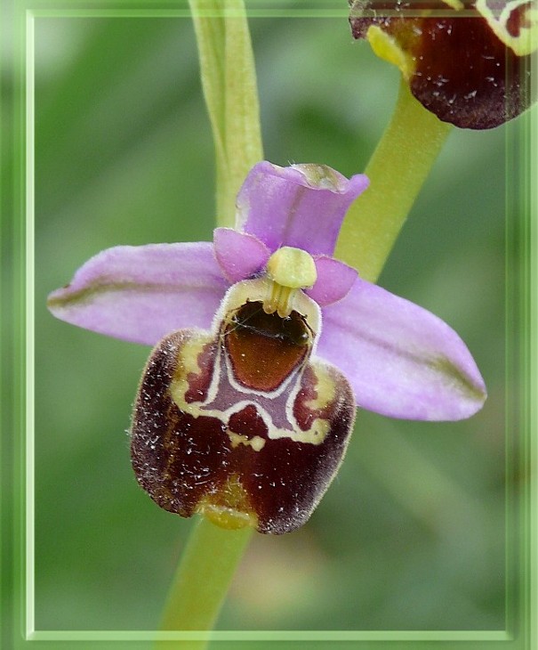 Ophrys holosericea subsp. gracilis